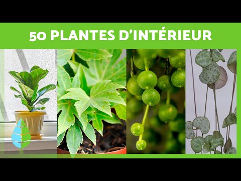 Vidéo: Les plus belles plantes d'intérieur du monde : description, noms et photos