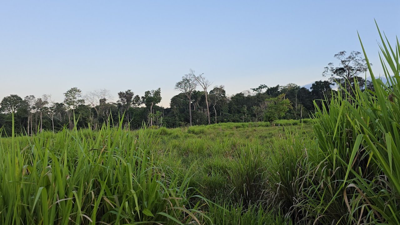 Venda de Terra em Rorainópolis-RR – Veja Essa Oferta na Vicinal 44