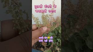 तुलसी के मंजरी के चमत्कारीउपाय, कभीधन🤑की कमी नहीं होगी#Tulsikeupay#astrologytips#motivation#ekadashi