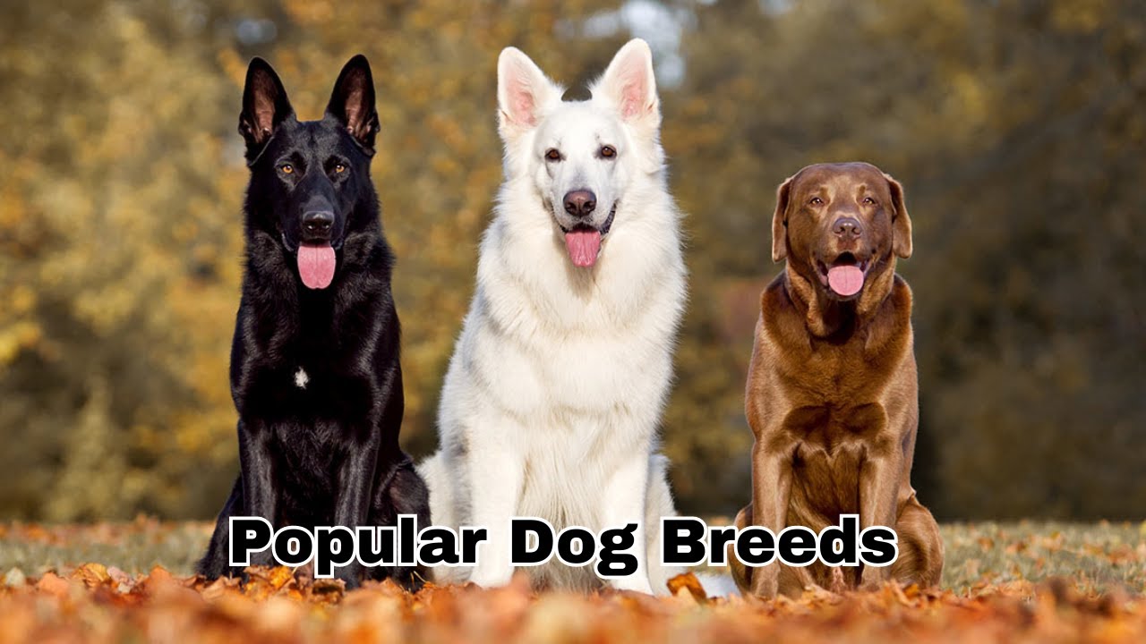 The Most Popular Dog Breeds In The World YouTube The Most Popular Dog Breeds In The World YouTube