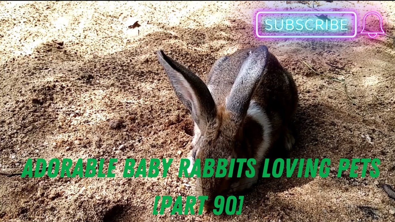 🥕💖🐇Adorable Baby Rabbits Loving Pets [Part 90] // Animal & Pets🐇💖🥕 ...