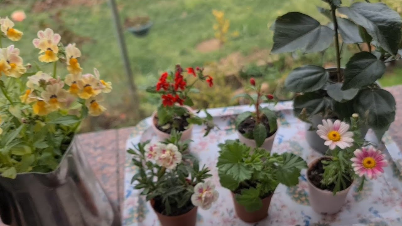 Beyaz Frezya, Nemezyalar, Şakayıkın iİk Çiçekleri.