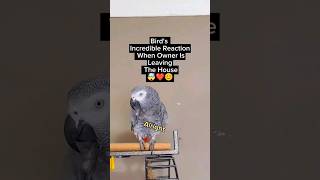 Birds Reaction When Owner Is Leaving The House 🥰🤯 #animals #pets #birds #funny #cute #youtubeshorts