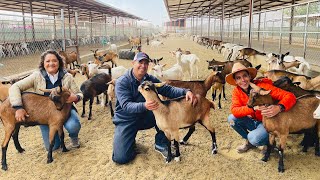 Crianza de CABRAS manual | 500 cabras en CARRUSEL de Ordeña | Rancho el ACICATE | Sementales