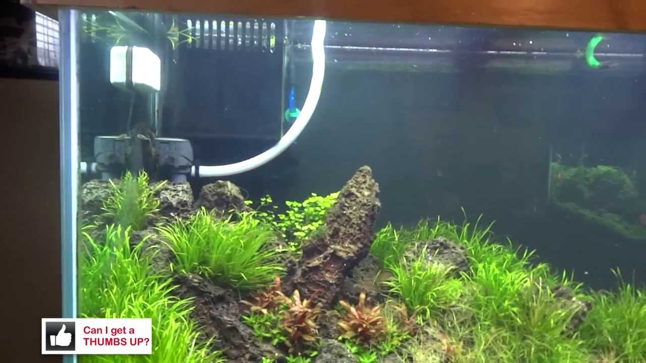 Re scape on the 150 Gallon Discus Tank YouTube