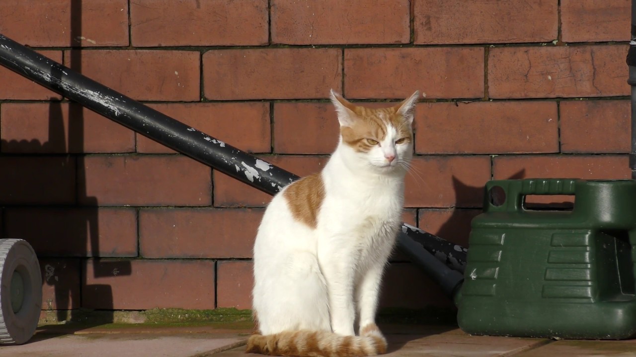 ねこあつめ Panasonic VX870 Camcorder Footage | 4K