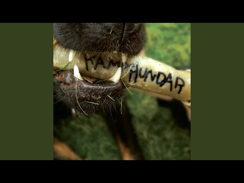 Video: Jo Bedre At Fodre En Kamphund