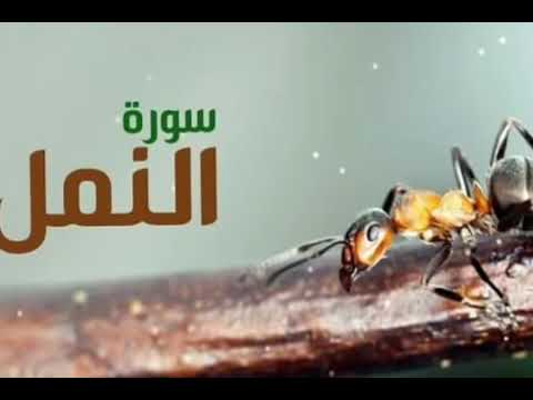 سورة النمل الشيخ وليد ابراهيم الدليمي من أروع التلاوات