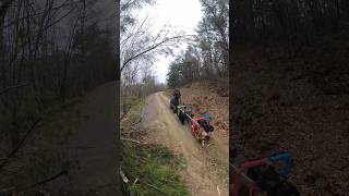 This is on a Mountain Road just strolling along on the EZRaider Mush Board! #DogMotoSports