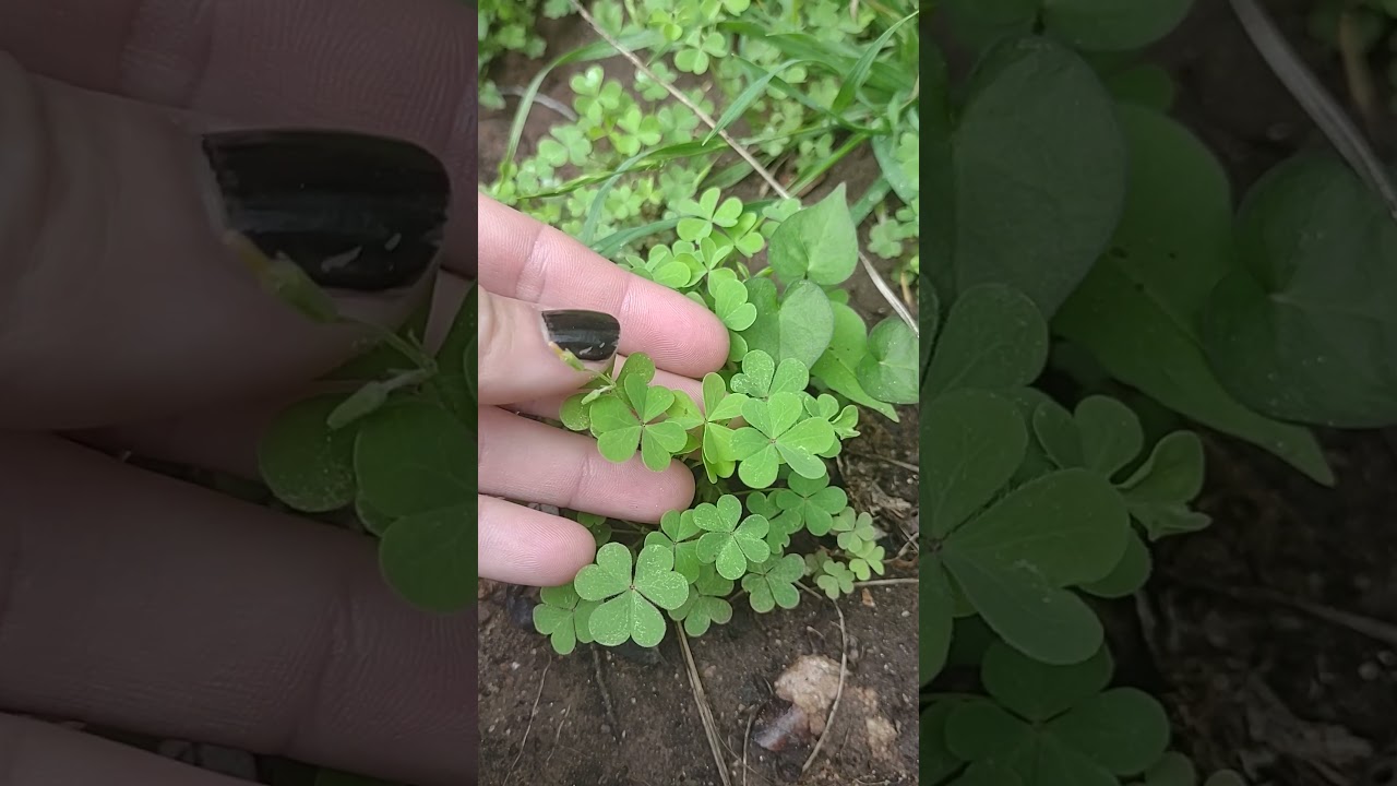 Do you have a favorite sorrel?