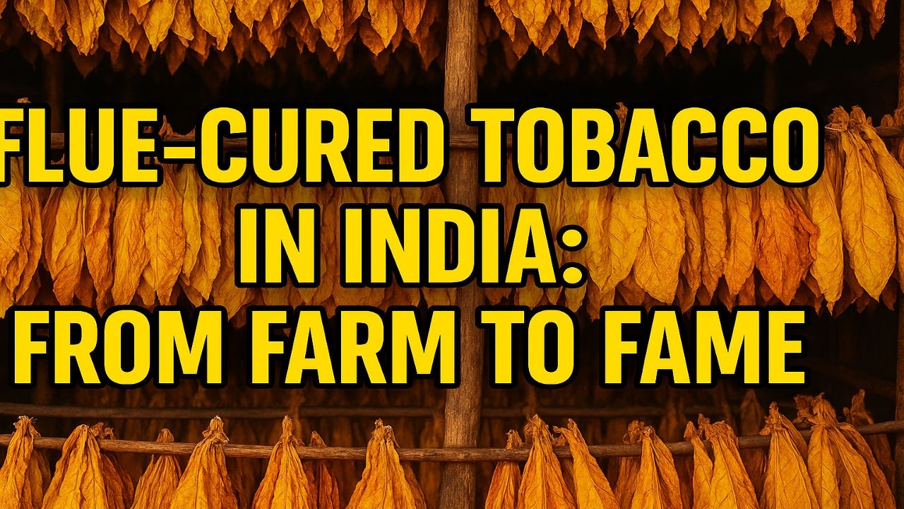 how to flue cure tobacco Flue-Cured Tobacco in India: From Farm to Fame