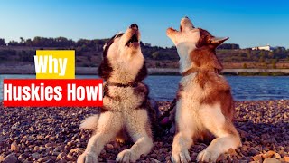 Why Huskies Howl