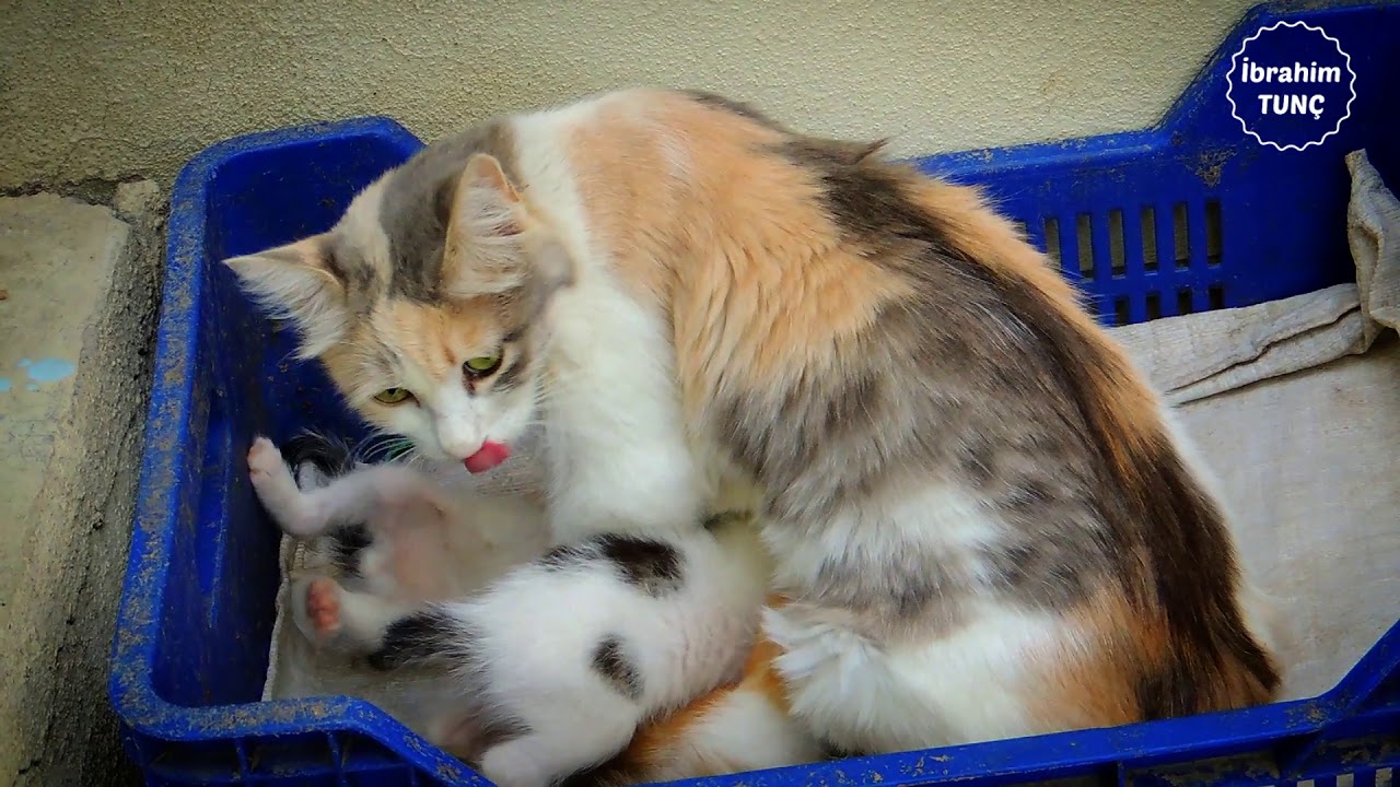 Kedi Dogum Yaptiktan Sonra Kanama Ne Kadar Surer Kedi Hayvanlari Blog