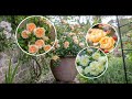 Выращивание английских роз в контейнерах. Сорта роз остинок. Мой опыт.
