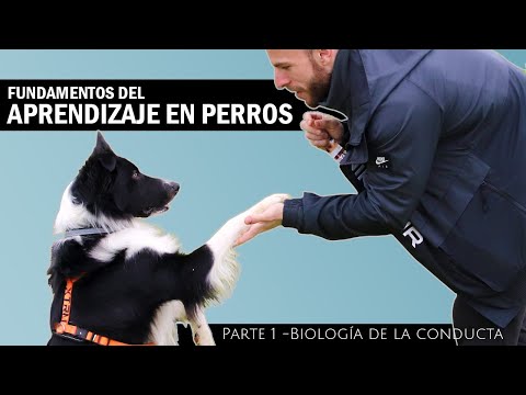 Video: Cuidado de mascotas: los fundamentos