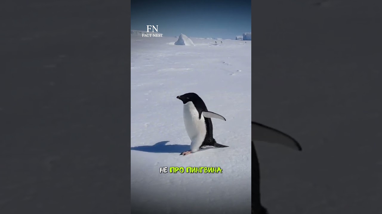 Почему в этом пингвине весь интернет увидел себя?  