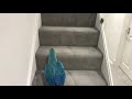 Parrot On A Mission To His Room | Mikey The Macaw