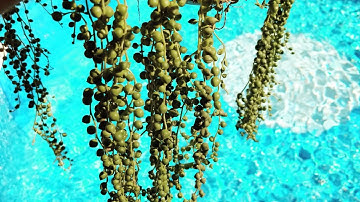 🌵STRING OF PEARLS CARE & REPOT 🌵 | SENECIO ROWLEYANUS | SUCCULENT HANGING BASKET