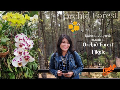 gladys-diaries-:-orchid-forest-cikole-bandung-||-ratusan-anggrek-cantik