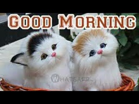  Good  morning  status  video  song  Whatsapp  download  hd 