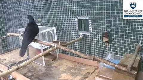 New Caledonian Crows Passing Stones