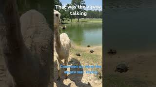 The First Time I Have Heard An Alpaca Talk
