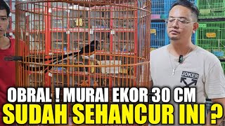 Awal Kehancuran Murai Gacoran Ekor Klewer 30 Cm Dikios Alhamdulillah Pasar Burung Pramuka