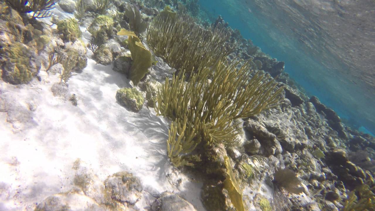 GOPR1346 Fire Coral & Dad
