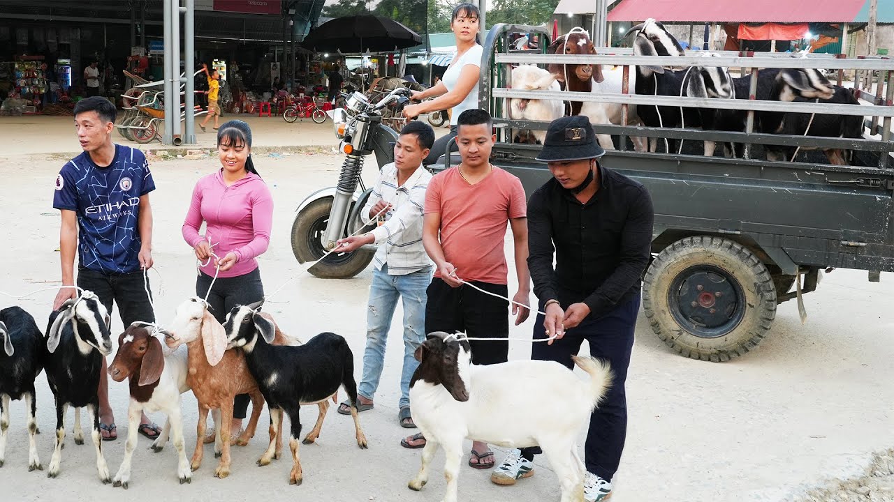 Use 3-wheeled Vehicle To Buy Farmer's Goat Herd - Harvesting Goats Goes To The Market Sell