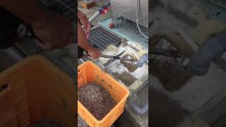 モズク、アーサ網を洗浄機で洗えば、きれいになりますよ。