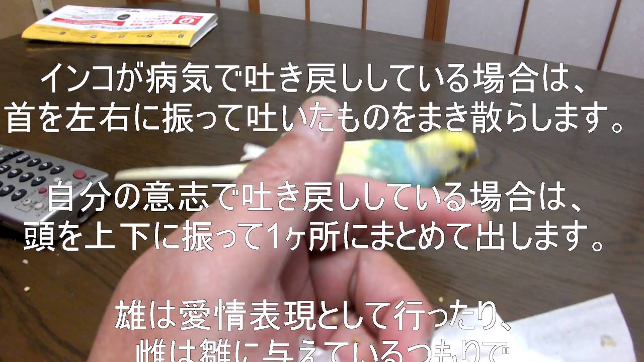 吐く セキセイ インコ