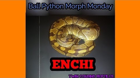 Enchi : Ball Python Morph Monday S1 episode 3