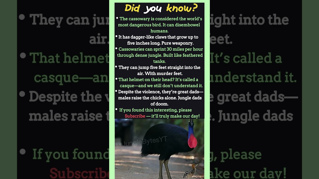 Crazy Cassowary Facts That Sound Fake But Are 100% True