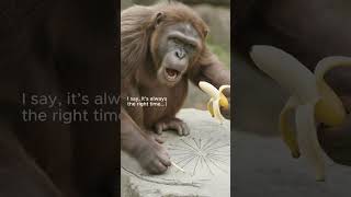 It's Banana o'clock 🍌 #RockoTheVlogger #StoneAgeHumor #ParodyShorts #EpicVlog #PrehistoricHumor