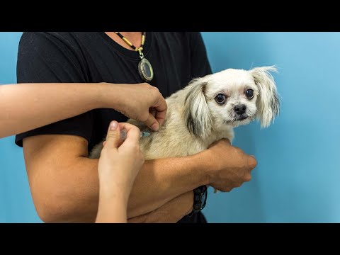 Video: Bagaimana Membuat Vaksinasi Puppy dan Berikan Shots Puppies Anda