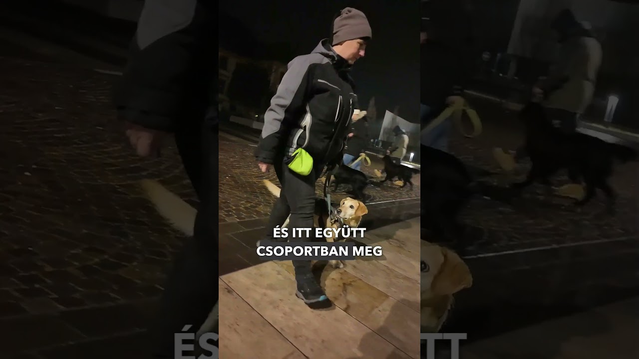 Csoportos tréning a DogBusinessnél! 