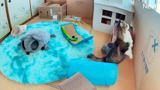 Boss kichi Papa comes to move the house every day so that the kitten can pass through.⌂🐈💨 by Pastel Cat World II【セカンドチャンネル】 18,123 views 2 days ago 2 minutes, 54 seconds