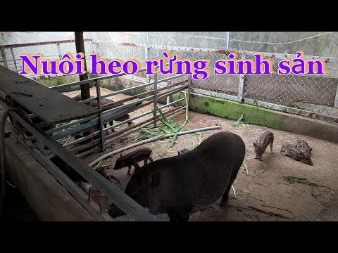 Video nuôi heo rừng sinh sản - kỹ thuật nuôi heo rừng sinh... - youtube