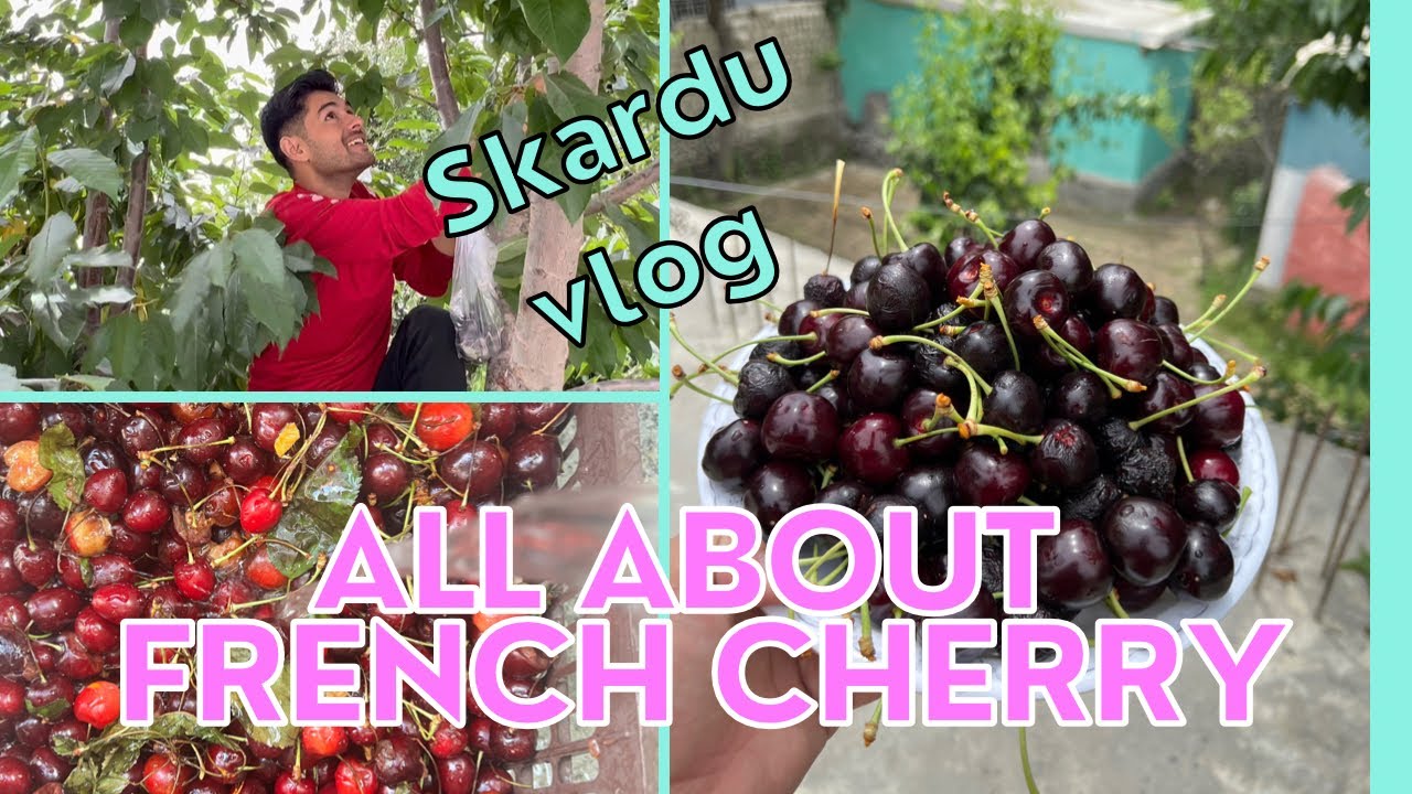 Cherry fruit picking cherry fruit cherry garden skardu valley cherry in pakistan