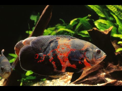 Oscar Fish information in Urdu Hindi Oscar Fish ki care 