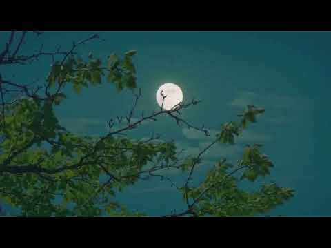 УСПОКАИВАЮЩЕЕ ЧТЕНИЕ КОРАНА СУРА АЛЬ ИМРАН ОМАР ХИШАМ