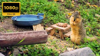 NO ADS  Calm Cat TV: Squirrel Sunset Picnic  1080P  60 FPS ‍⬛