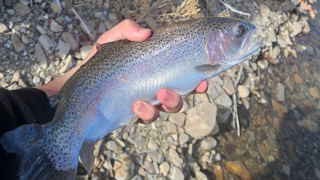 Catching big rainbows at deer creek how many can we catch?