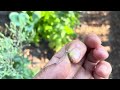 Lettuce seed harvest@Stuffany-things