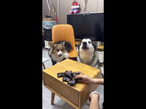 没见过这么忽悠狗的 #万物可爱计划 @抖音小助手