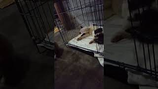 Habis Oprasi Steril Si Cim Masih Lemas