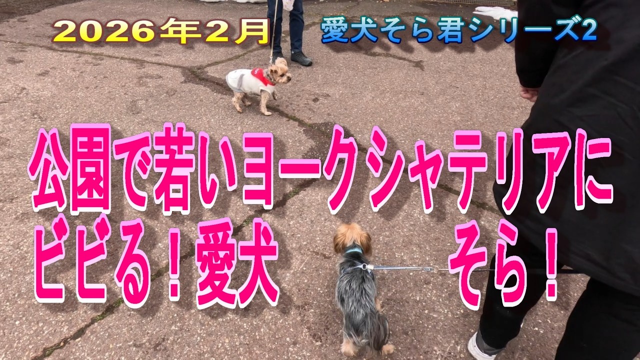 【福井県総合グリーンセンター】2026年愛犬そら君シリーズ２　若いヨークシャーテリアにビビる愛犬そら君！　　#愛犬動画　#老犬　#ヨークシャーテリア　#変態犬