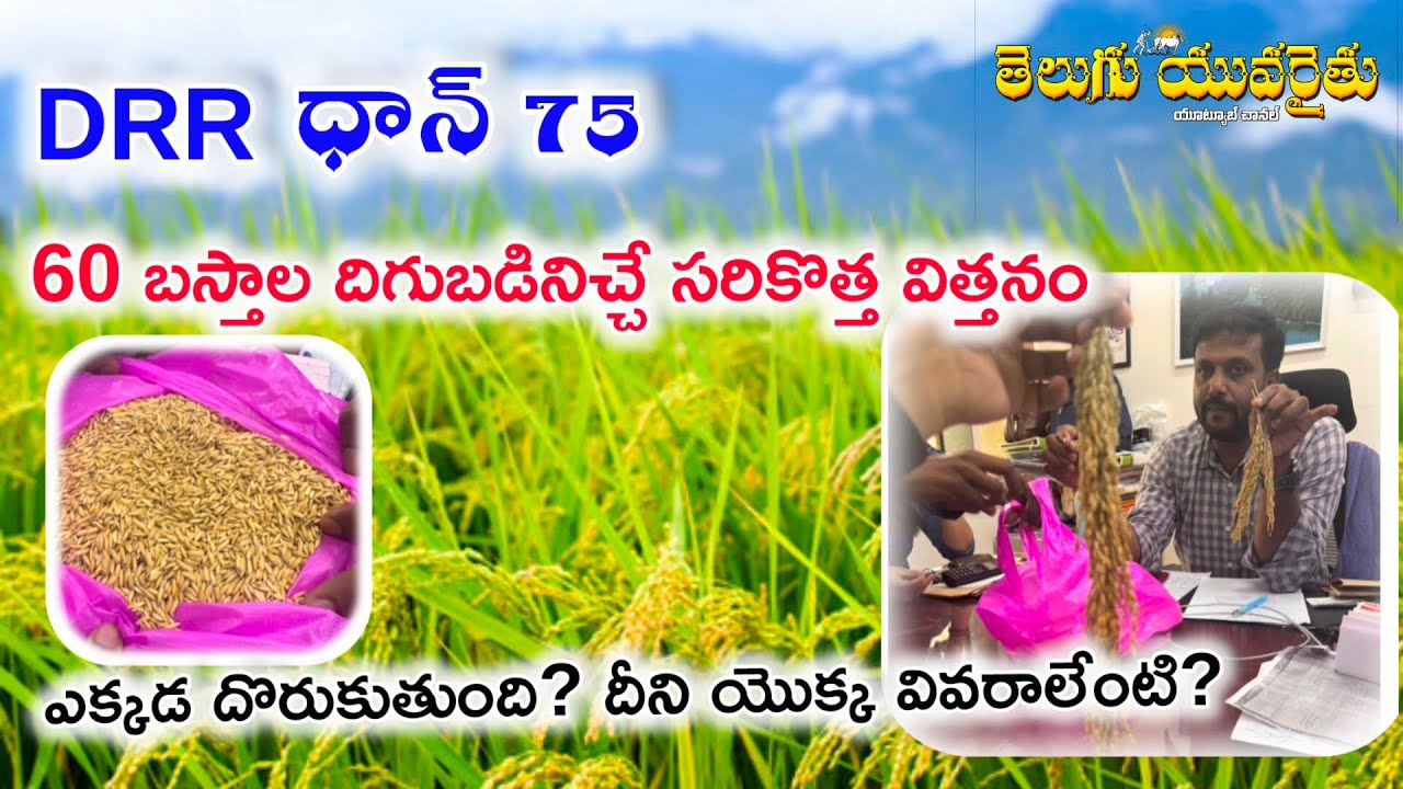 DRR ధాన్ 75: ఎకరానికి 60 బస్తాల దిగుబడి! కొత్త వరి విత్తనం రహస్యాలు ...