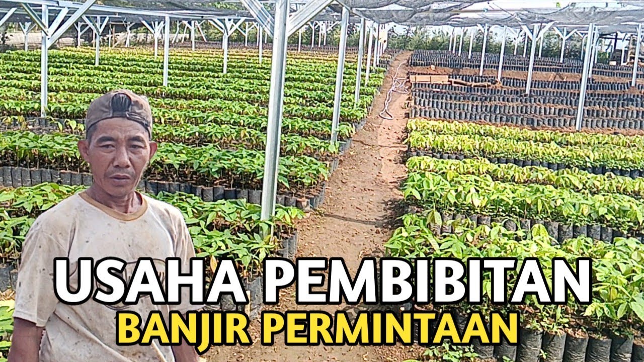 HARGA KAKAO SEDANG BOOMING USAHA PEMBIBITAN MAKIN CUAN