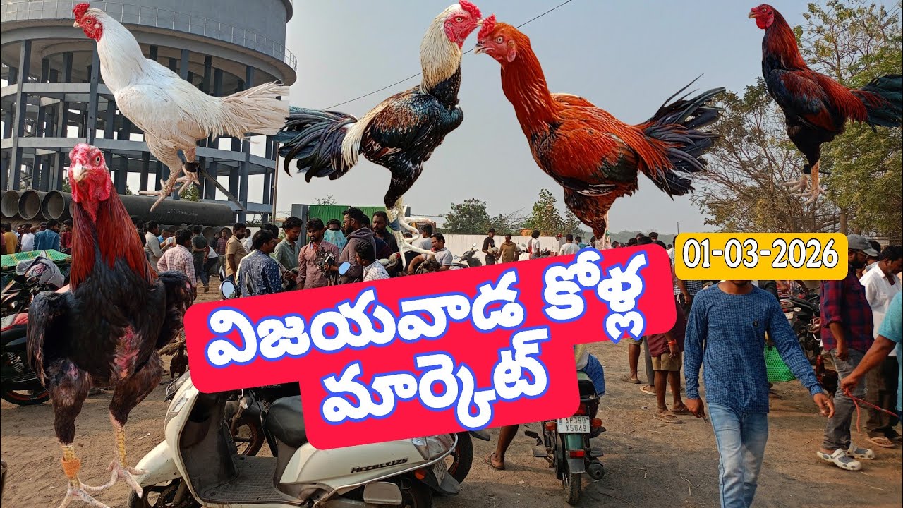 విజయవాడ కోళ్ల మార్కెట్ vijayawada kolla marker @Daily-pets-life 
